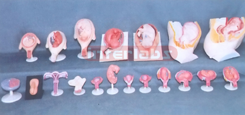 FEMALE PREGNANCY SERIES MODEL (91 PCS / SET)